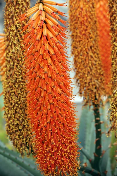 연꽃을 던지는 사람들의 Aloe Peglerae — 스톡 사진
