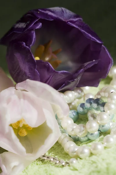 Tulpen Blühen Blütenblätter Frühlingsflora — Stockfoto