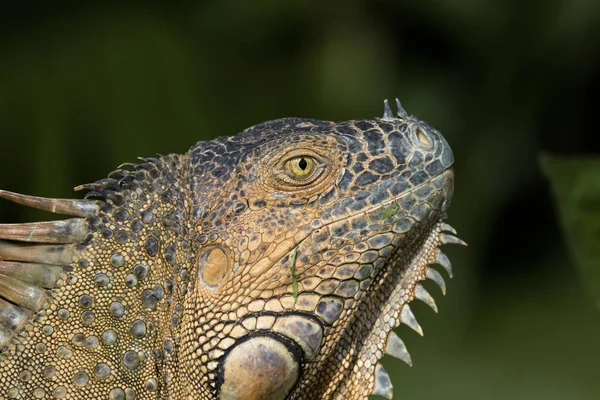 Iguana Verde Costa Rica — Foto Stock