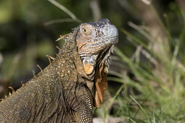 Iguane Vert Costa Rica — Photo