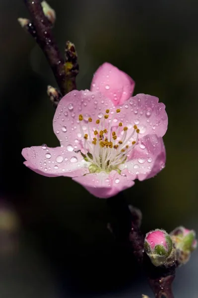 Flor Pêssego Flores Árvore — Fotografia de Stock