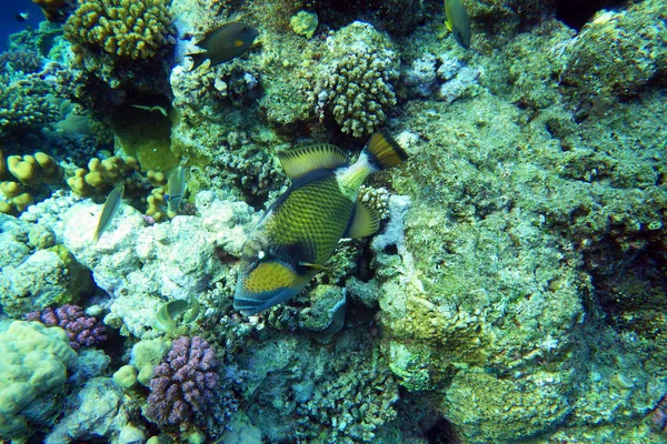 Titan Triggerfish Red Sea — стоковое фото