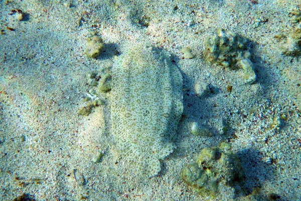 Eine Scholle Roten Meer — Stockfoto