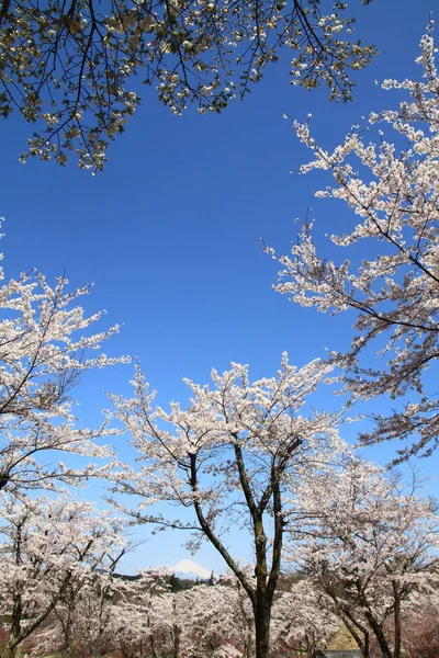 Körsbärsblommor Och Mynta Fuji Japan — Stockfoto