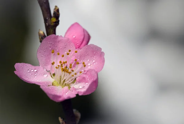Peach Blossom Flowers Tree — Stock Photo, Image