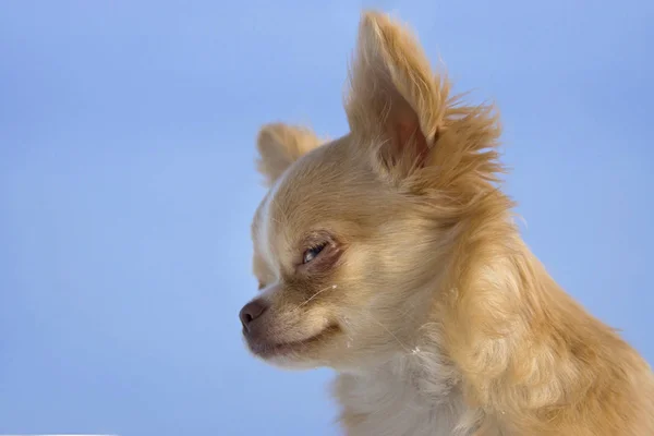 Μικρό Σκυλί Από Τσιουάουα — Φωτογραφία Αρχείου