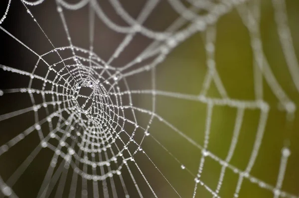 Telaraña Insecto Trampa — Foto de Stock