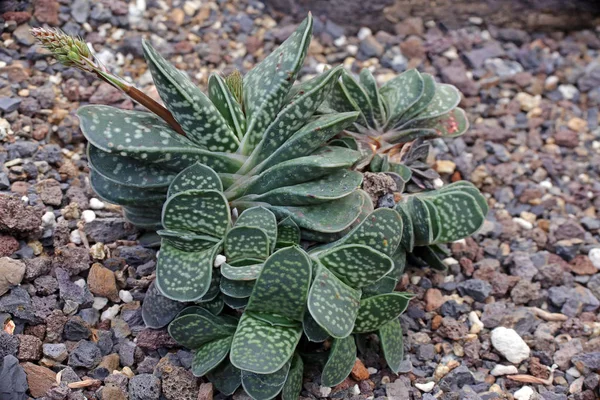 Schöne Botanische Aufnahme Natürliche Tapete — Stockfoto