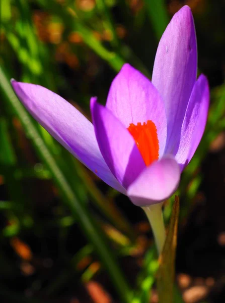 Первые Весенние Цветы Крокус — стоковое фото