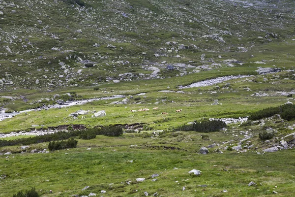 Γραφική Θέα Του Mjestic Ορεινό Τοπίο — Φωτογραφία Αρχείου