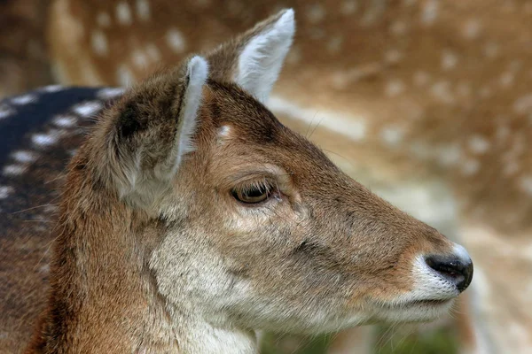 Natura Animale Selvatico Daini Animali Fauna Selvatica — Foto Stock