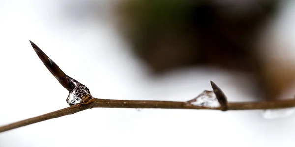 Perto Ramo Uma Árvore Com Uma Flor — Fotografia de Stock