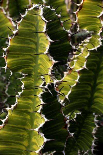 Belo Tiro Botânico Papel Parede Natural — Fotografia de Stock