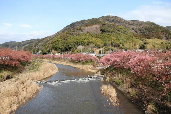 Flor Cerejeira Kawazu Cherry Rio Kawazu Izu Japão — Fotografia de Stock