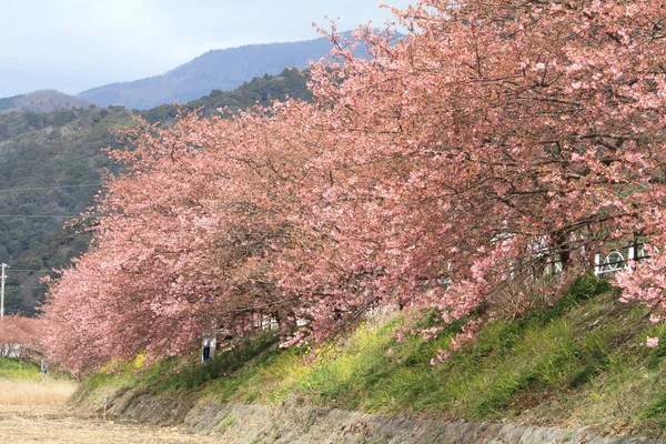 Körsbärsblommor Kawazu Cherry Och Kawazu River Izu Japan — Stockfoto