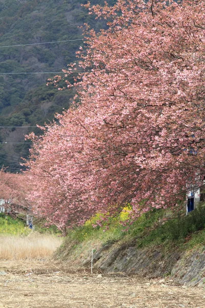 Kersenbloesem Kawazu Cherry Kawazu Rivier Izu Japan — Stockfoto