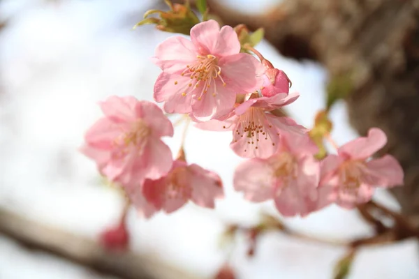 Cherry Blossoms Kawazu Cherry Izu Japan — Stock Photo, Image