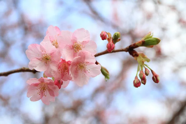 Flores Cerezo Kawazu Cherry Izu Japón — Foto de Stock