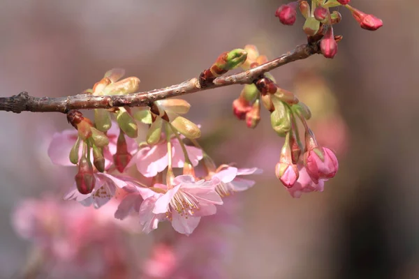 Flores Cereja Kawazu Cherry Izu Japão — Fotografia de Stock