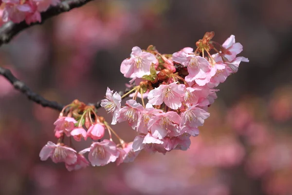 Flores Cereja Kawazu Cherry Izu Japão — Fotografia de Stock