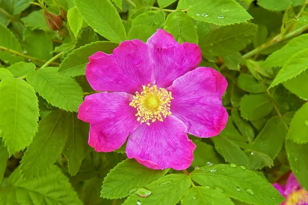 Rosa Flor Selvagem Rosa Fundo Folhas Verdes — Fotografia de Stock