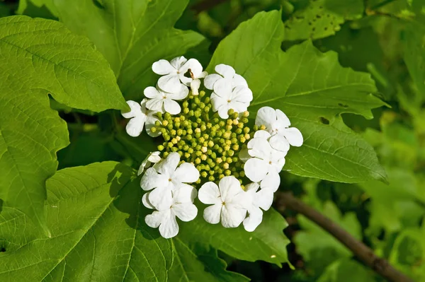 Flores Blancas Viburnum Sobre Fondo Hojas Verdes — Foto de Stock