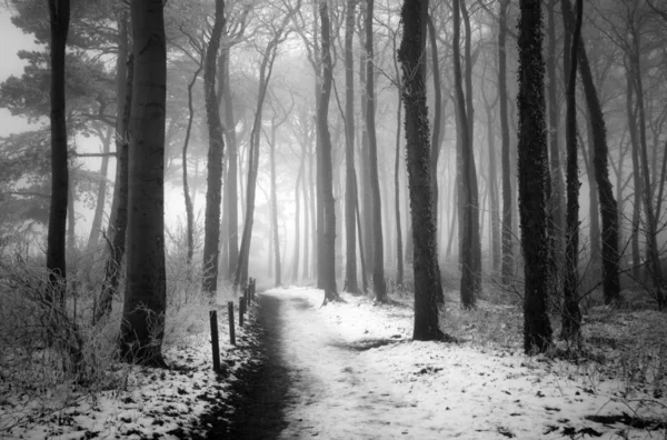 Prachtig Uitzicht Natuur — Stockfoto