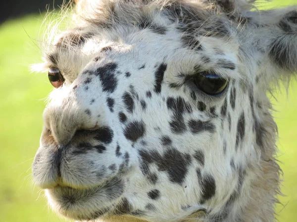 動物園での動物の閉鎖 — ストック写真