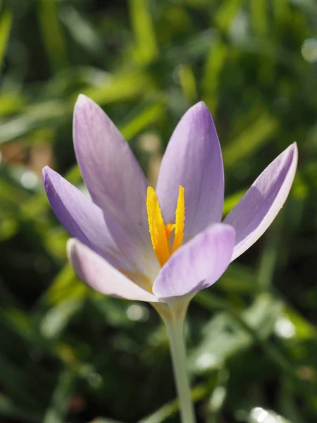 Crocus Crocus Virágok Tavaszi Virágszirmok — Stock Fotó