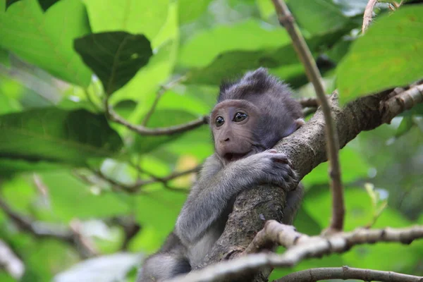 Hermoso Mono Bebé Jugando Los Árboles Indonesia Asia — Foto de Stock