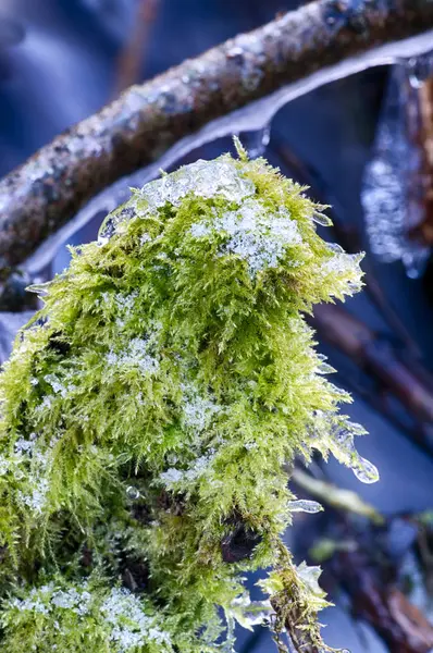 Impresiones Invierno Congelado — Foto de Stock