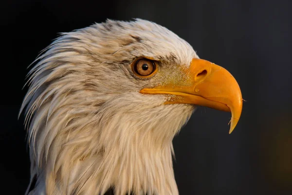 Kuzey Amerika Nın Doğası — Stok fotoğraf