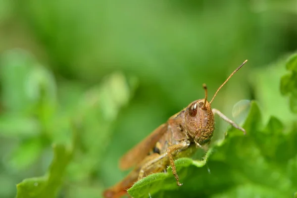 Makro Einer Heuschrecke Gebüsch — Stockfoto