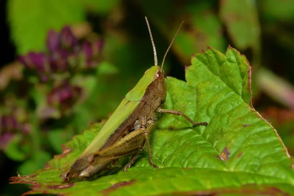 Makro Einer Heuschrecke Gebüsch — Stockfoto