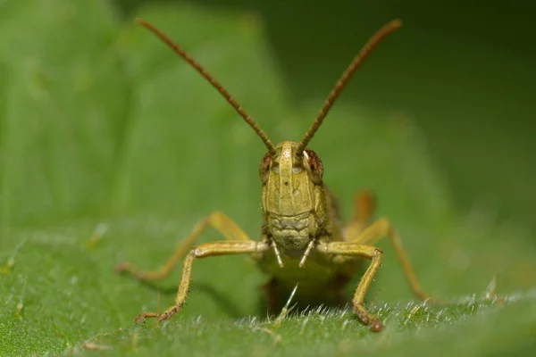 Makro Konika Polnego Krzakach — Zdjęcie stockowe