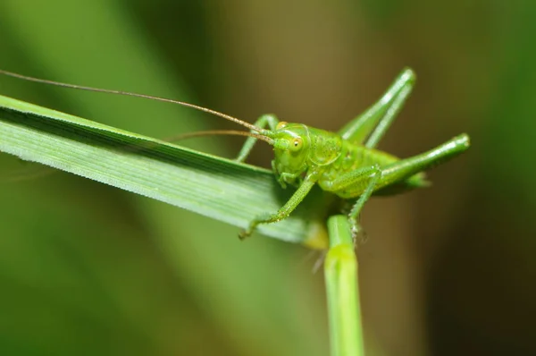 Grasshopper Hoja Hierba —  Fotos de Stock