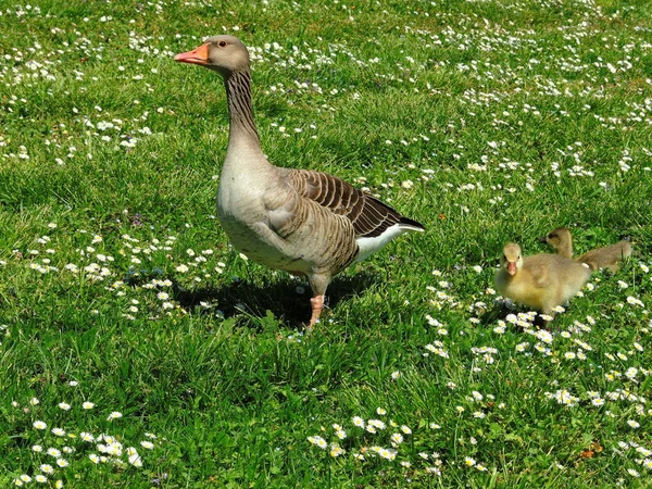 Grey Goose Family Meadow — Stock Photo, Image