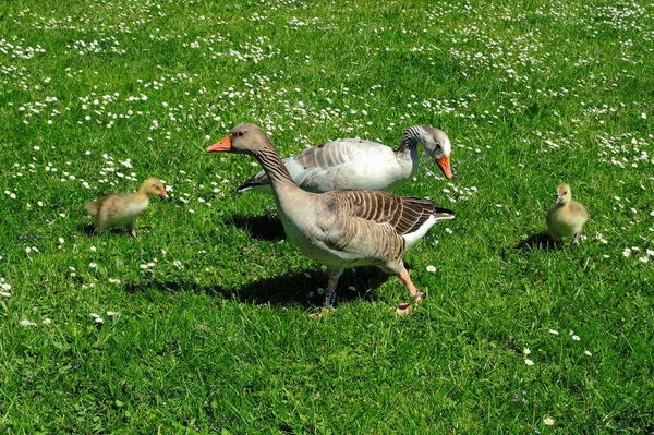 Graue Gänsefamilie Auf Der Wiese — Stockfoto