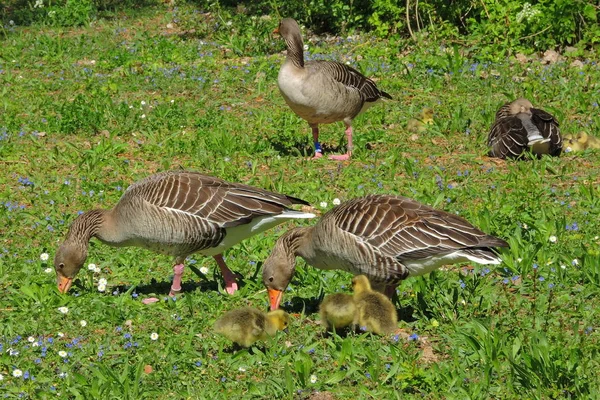 Grå Gås Familj Ängen — Stockfoto