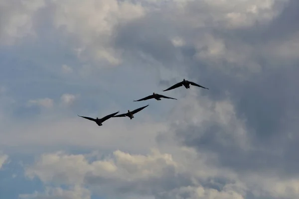 greylag geese in formation flight