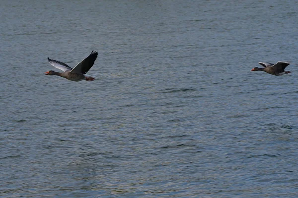 Χήνες Greylag Πτήση Σχηματισμού — Φωτογραφία Αρχείου