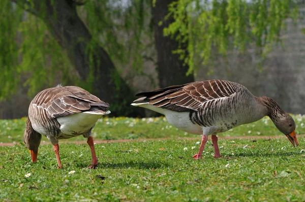 Grey Geese Mating Time — Stock Photo, Image