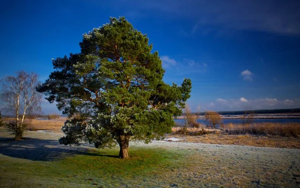 Tarlada Yapayalnız Ağaç — Stok fotoğraf