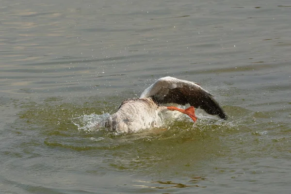 Greylag Χήνας Κάνει Την Άνοιξη Καθαρισμού Στη Λίμνη — Φωτογραφία Αρχείου