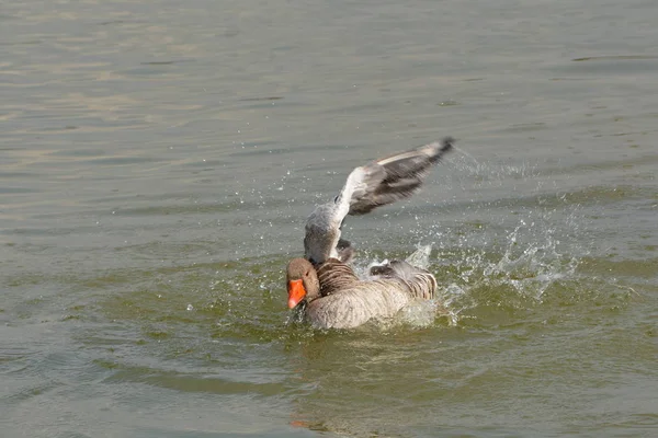 Ganso Greylag Hace Limpieza Primavera Lago — Foto de Stock