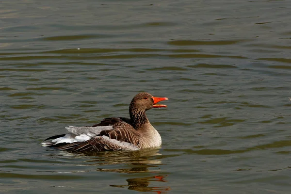 Ganso Greylag Faz Limpeza Primavera Lago — Fotografia de Stock