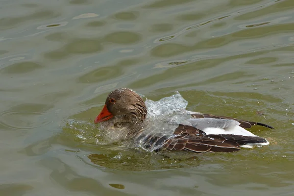 Ganso Greylag Faz Limpeza Primavera Lago — Fotografia de Stock