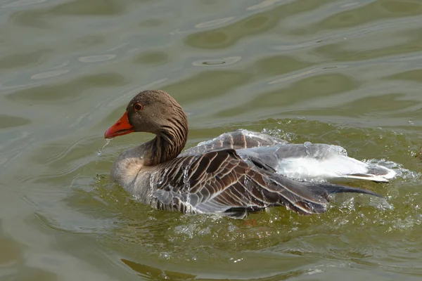 Greylag Faz Limpeza Primavera Lago — Fotografia de Stock