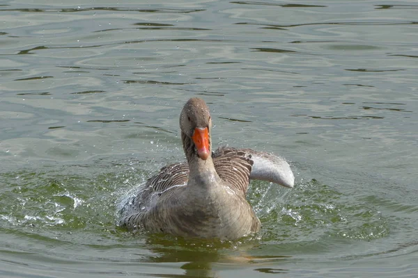 Greylag Oca Rende Pulizia Primavera Nel Lago — Foto Stock