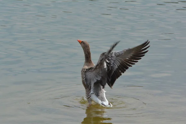 Greylag Fait Nettoyage Printemps Dans Lac — Photo